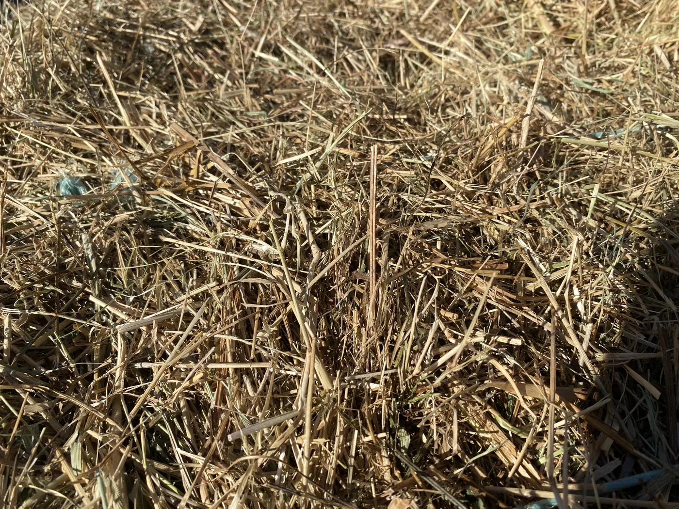 Hay close up